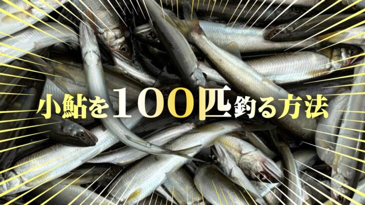 【川のサビキ】小鮎釣りを始めてみよう！！