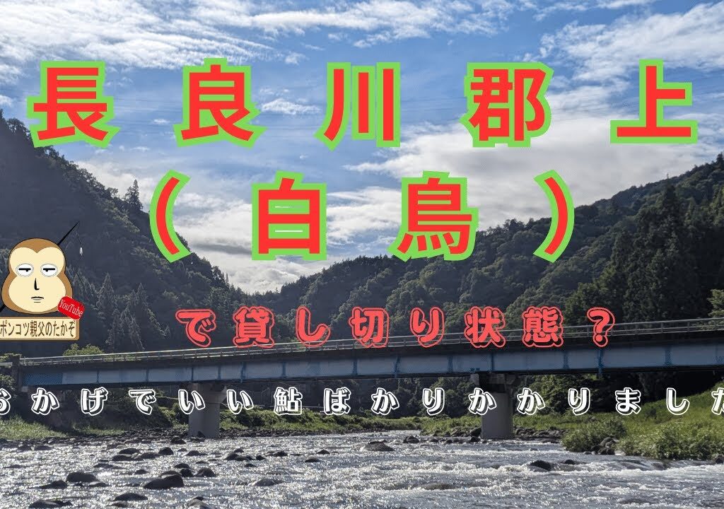 長良川郡上(白鳥地区)　#鮎釣り＃引き水