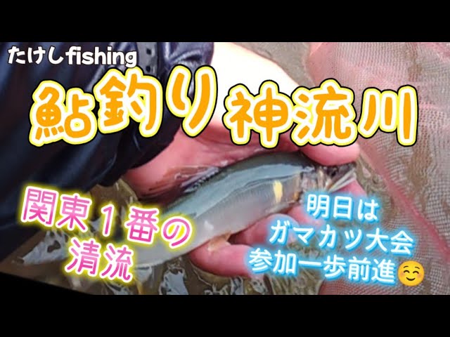 【鮎釣り】神流川ガマカツ鮎釣り大会初めての・・🥳前乗りでポイント確認🧐