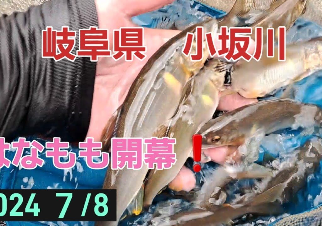 岐阜県小坂川　はなもも開幕❗鮎釣り楽しい