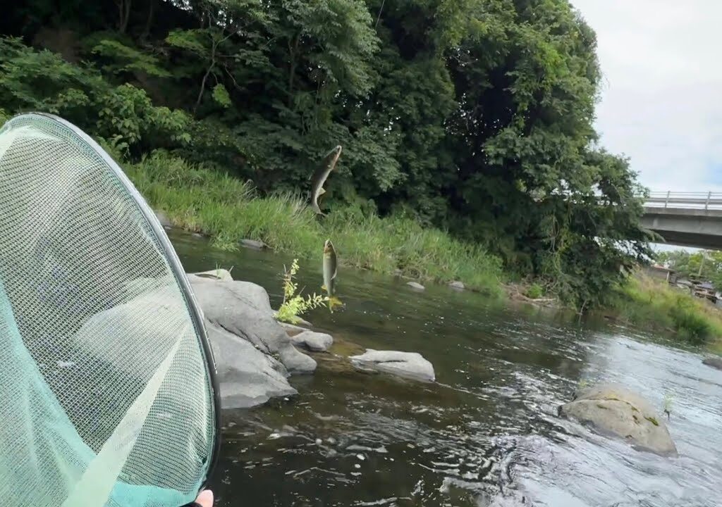 【鮎釣り】渇水の那珂川で青藻と格闘しながら真っ黄色の鮎を釣る