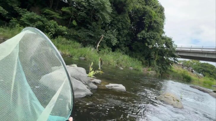 【鮎釣り】渇水の那珂川で青藻と格闘しながら真っ黄色の鮎を釣る