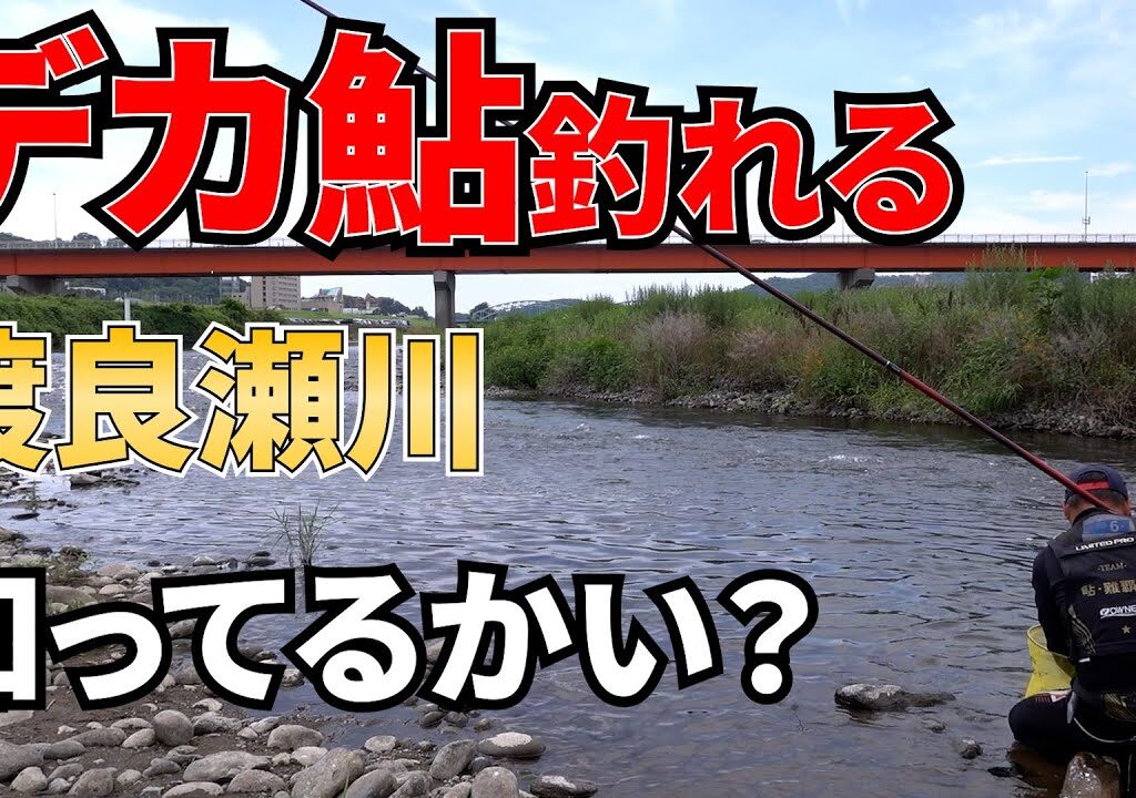 隠れデカ鮎聖地渡良瀬川でデカ鮎釣れ始めました【鮎釣り】