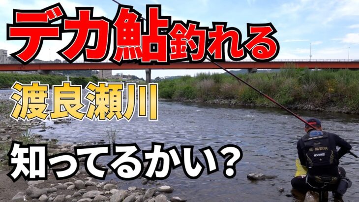 隠れデカ鮎聖地渡良瀬川でデカ鮎釣れ始めました【鮎釣り】