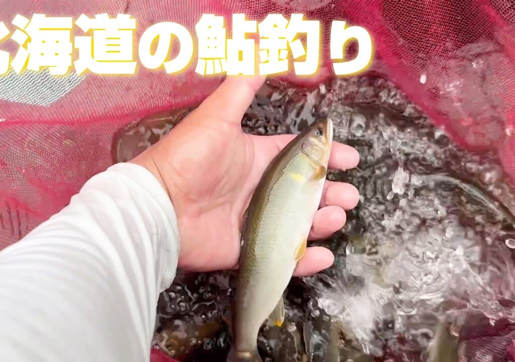 天然鮎の季節到来