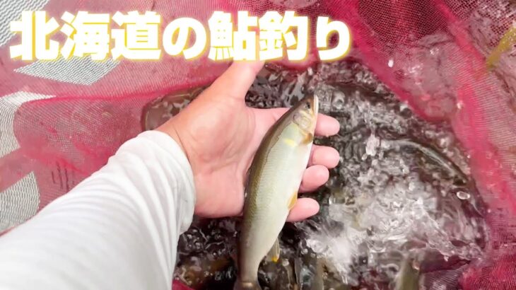 天然鮎の季節到来