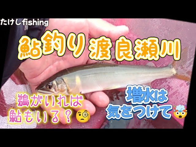 【鮎釣り】渡良瀬川鵜がいる所は鮎はいるかな？🧐