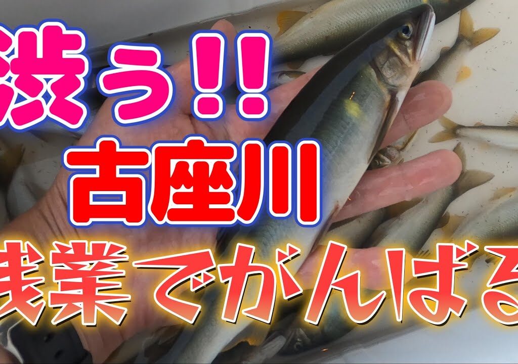 【鮎釣り】今年は中々渋いっす！でも残業でがんばる