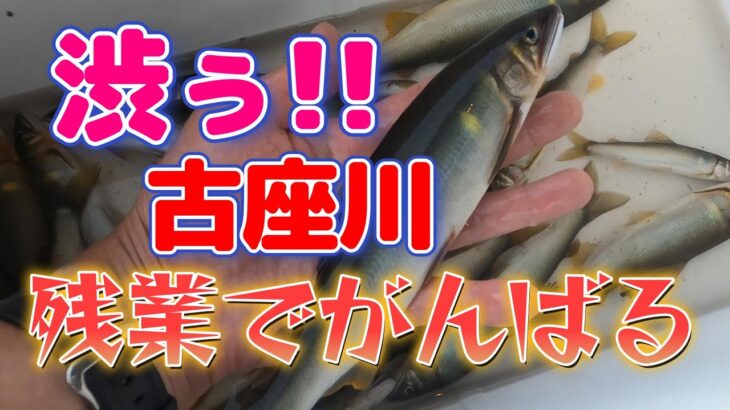 【鮎釣り】今年は中々渋いっす！でも残業でがんばる