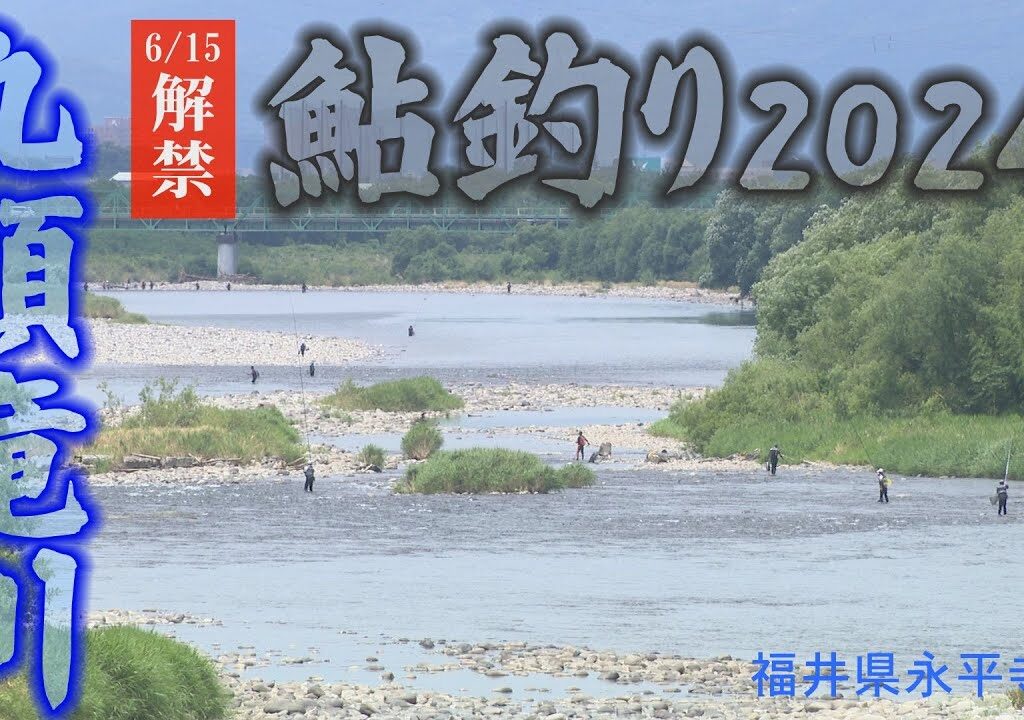 九頭竜川鮎釣りシーズン到来（解禁日６月１５日の様子）