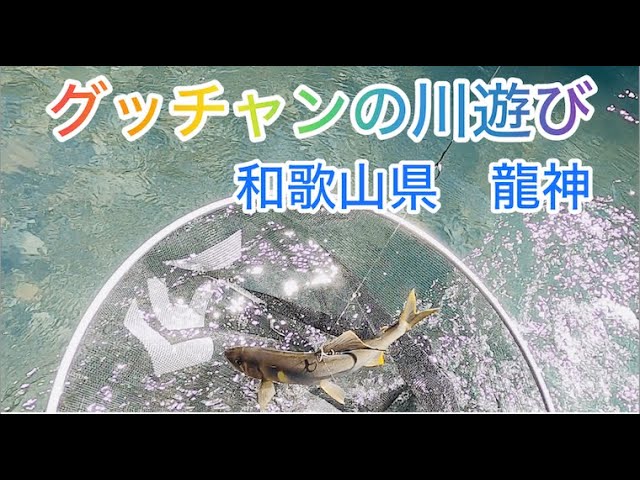 グッチャンの川遊び　和歌山県　龍神【鮎】【友釣り】