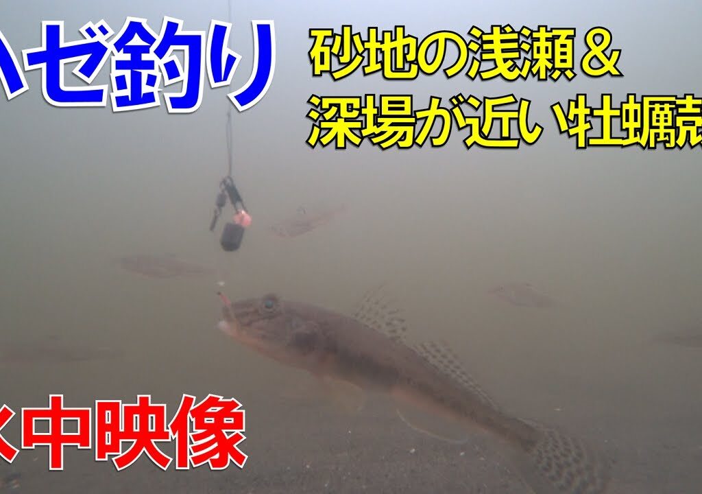 ハゼ釣りの水中映像で見る、釣り場の違いによる魚たちの活性