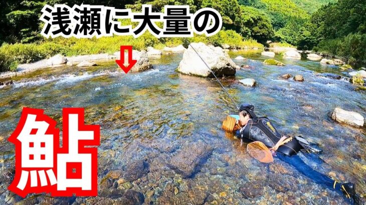 鮎釣り解禁！浅瀬の鮎を引っ掛ける
