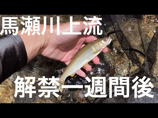 馬瀬川上流、鮎釣り解禁１週間後の拾い釣り
