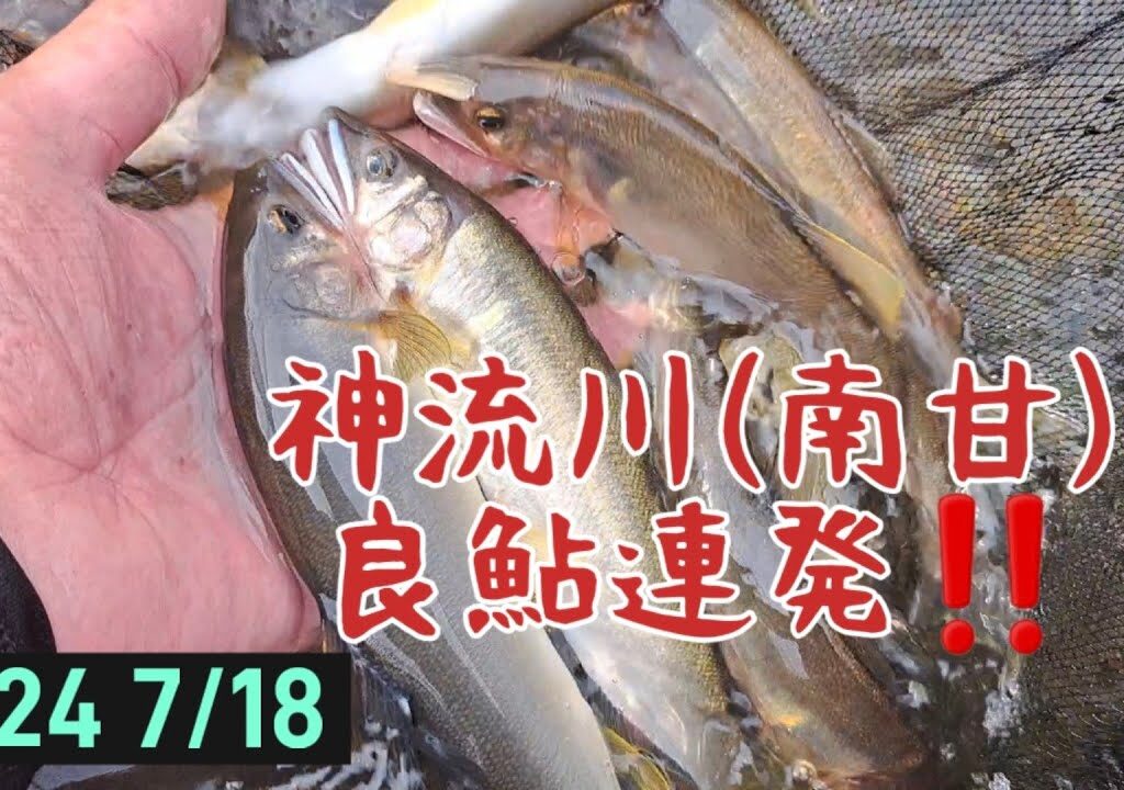 神流川(南甘)　良鮎連発‼️これから楽しめそうです✨