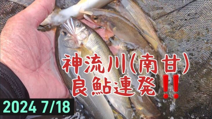 神流川(南甘)　良鮎連発‼️これから楽しめそうです✨
