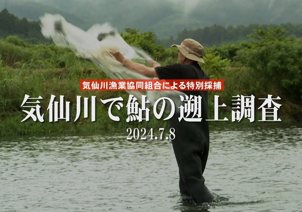 すみたホットライン：気仙川で「鮎の遡上調査」