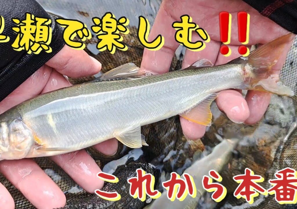 早瀬で楽しむ‼️鮎釣り　これから本番良鮎連発‼️