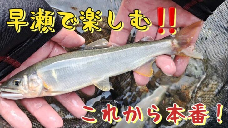 早瀬で楽しむ‼️鮎釣り　これから本番良鮎連発‼️