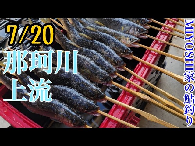 [鮎釣り]那珂川、暑い中頑張りました（笑）
