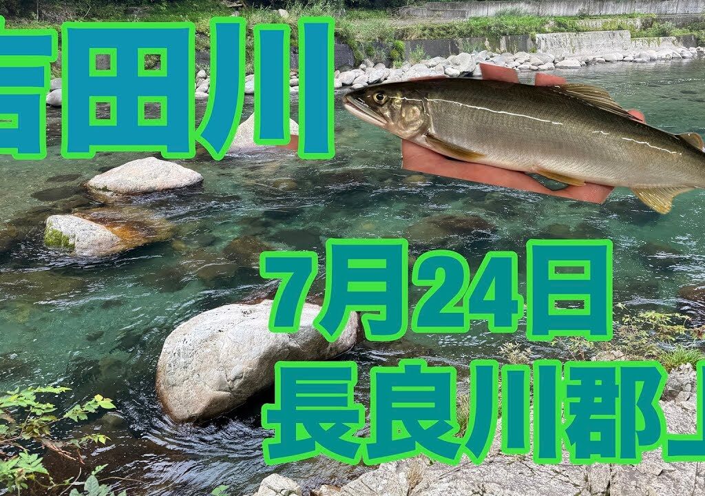 鮎釣り　【長良川郡上　吉田川で釣ってきた】