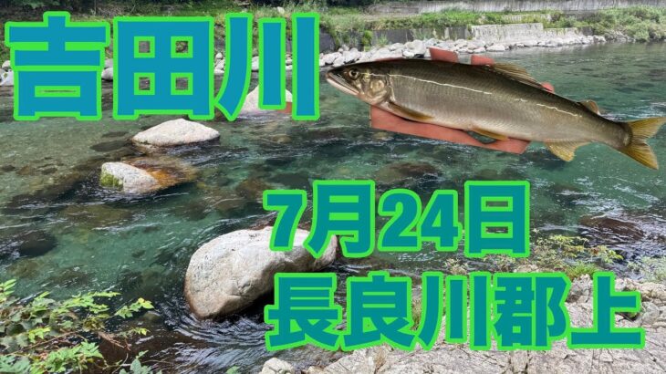 鮎釣り　【長良川郡上　吉田川で釣ってきた】