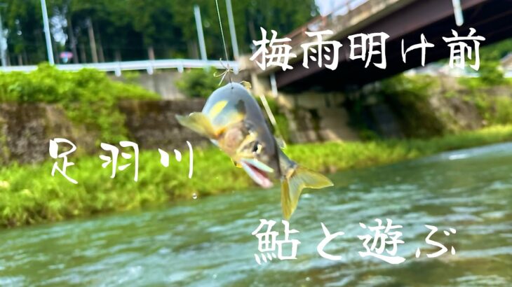 梅雨明け前の足羽川で鮎と遊ぶ　【７月１３日】