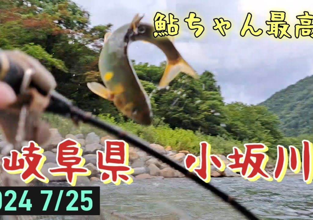 鮎釣り　小坂川　鮎ちゃん最高‼️