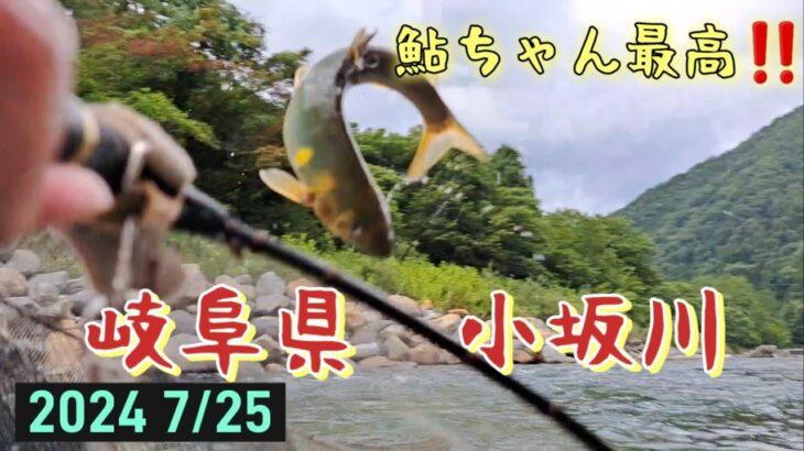 鮎釣り　小坂川　鮎ちゃん最高‼️