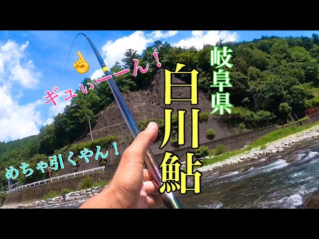 【鮎釣り】岐阜県白川鮎に挑戦！めちゃ引くやん！！前編
