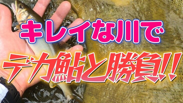 【鮎釣り】果てしなく遠い。古座川支流、滝の拝上流の鮎釣り。