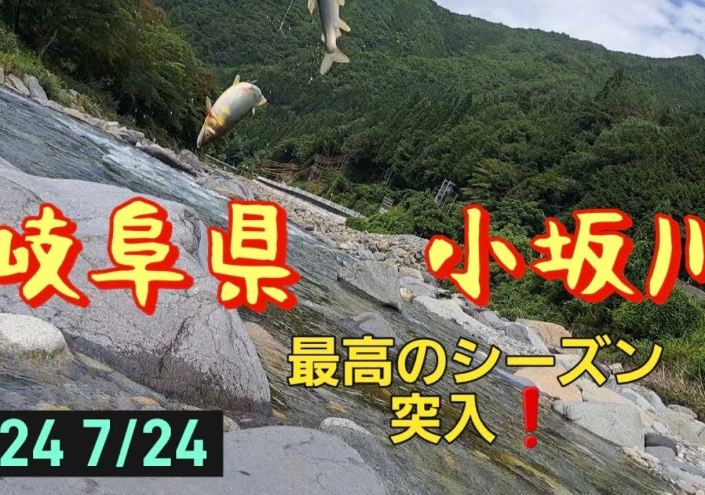 岐阜県　小坂川　鮎釣り　最高のシーズン突入❗