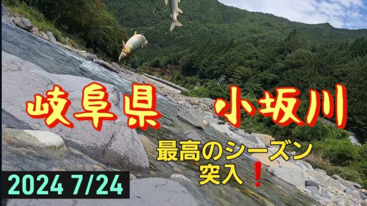 岐阜県　小坂川　鮎釣り　最高のシーズン突入❗