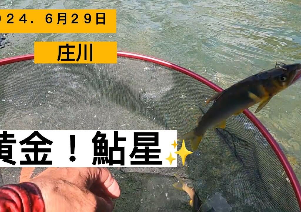 三郎の日常７３富山県『庄川』鮎２０２４．６月２９日