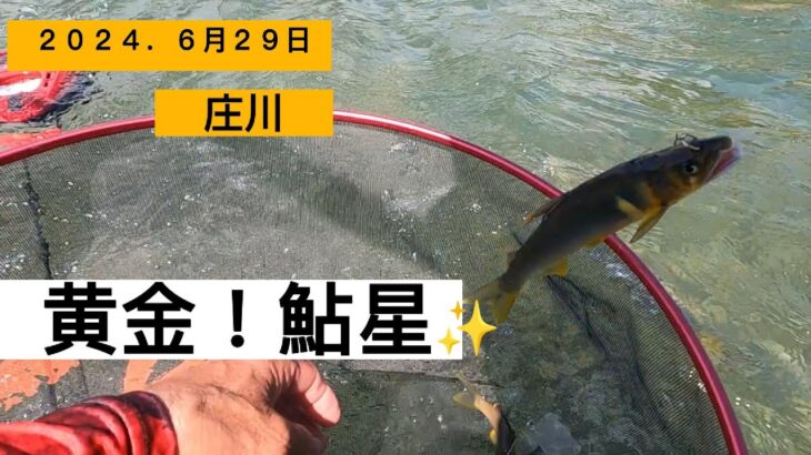 三郎の日常７３富山県『庄川』鮎２０２４．６月２９日