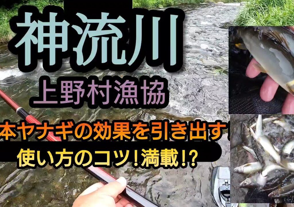 神流川（上野村漁協）二本ヤナギの効果を引き出す、コツ!!満載!?