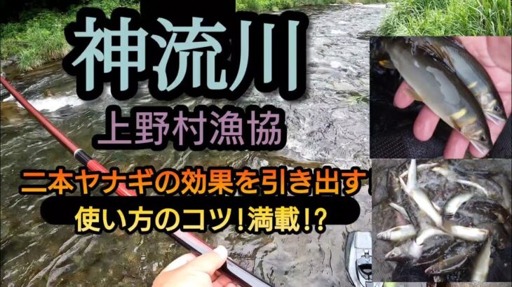 神流川（上野村漁協）二本ヤナギの効果を引き出す、コツ!!満載!?
