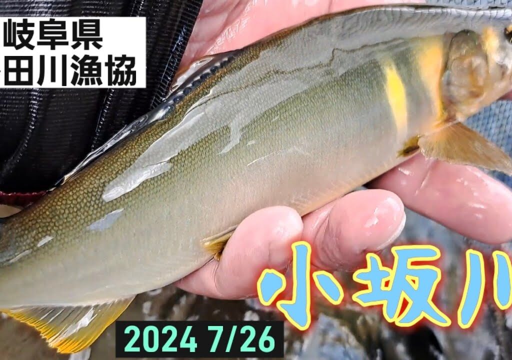 小坂川　鮎釣り　のんびり楽しむ‼️良鮎バラシ泣