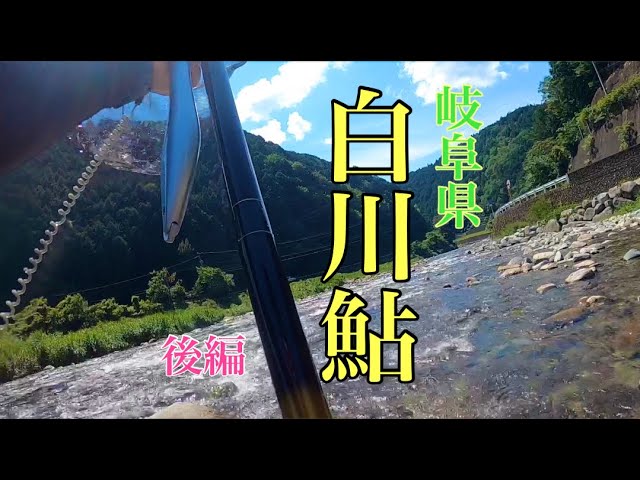 【鮎釣り】岐阜県白川鮎に挑戦！めちゃ綺麗な鮎やん！！後編