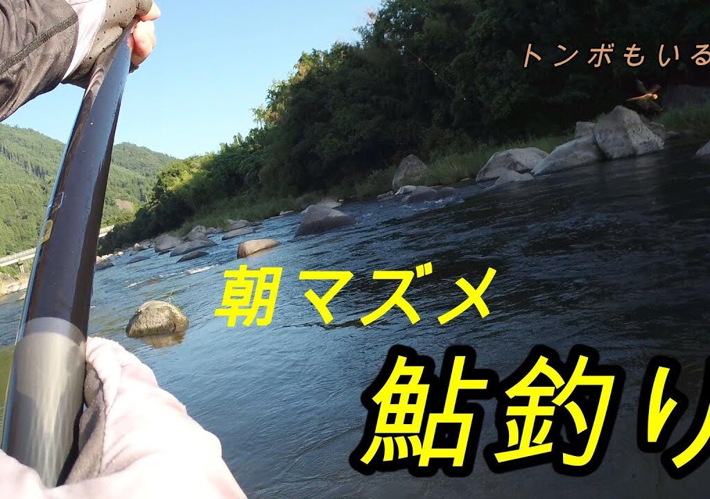 【鮎釣り】暑いので午前中だけ三隈川へ鮎釣り　前編【友釣り】