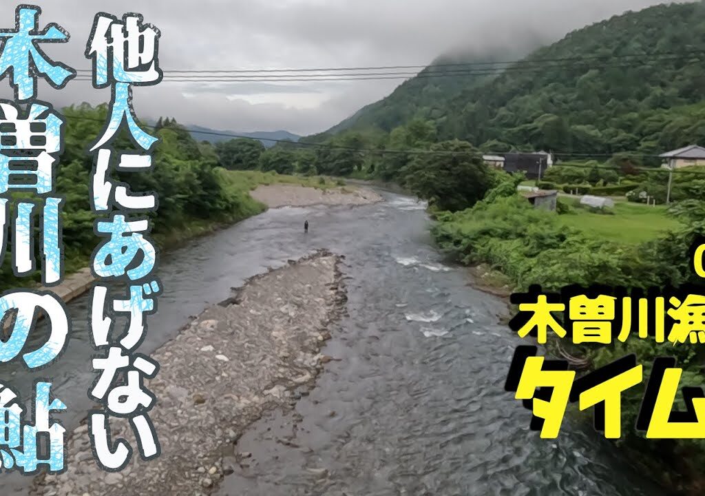 木曽川の鮎は格別に美味しい！ 一般日釣り券のみで楽しめる鮎の友釣り解禁日調査　木曽川 日義エリア  【木曽川漁協タイムズ vol.8】