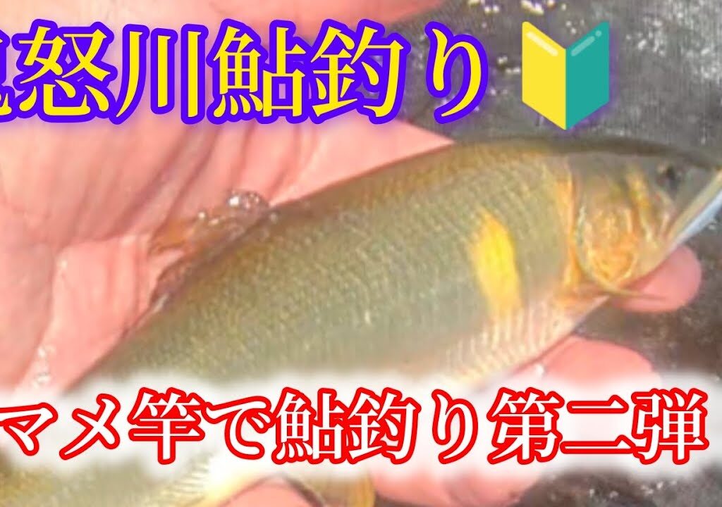 鬼怒川本流鮎釣り　バラシて切られてこの釣果w上手くなりた〜い！
