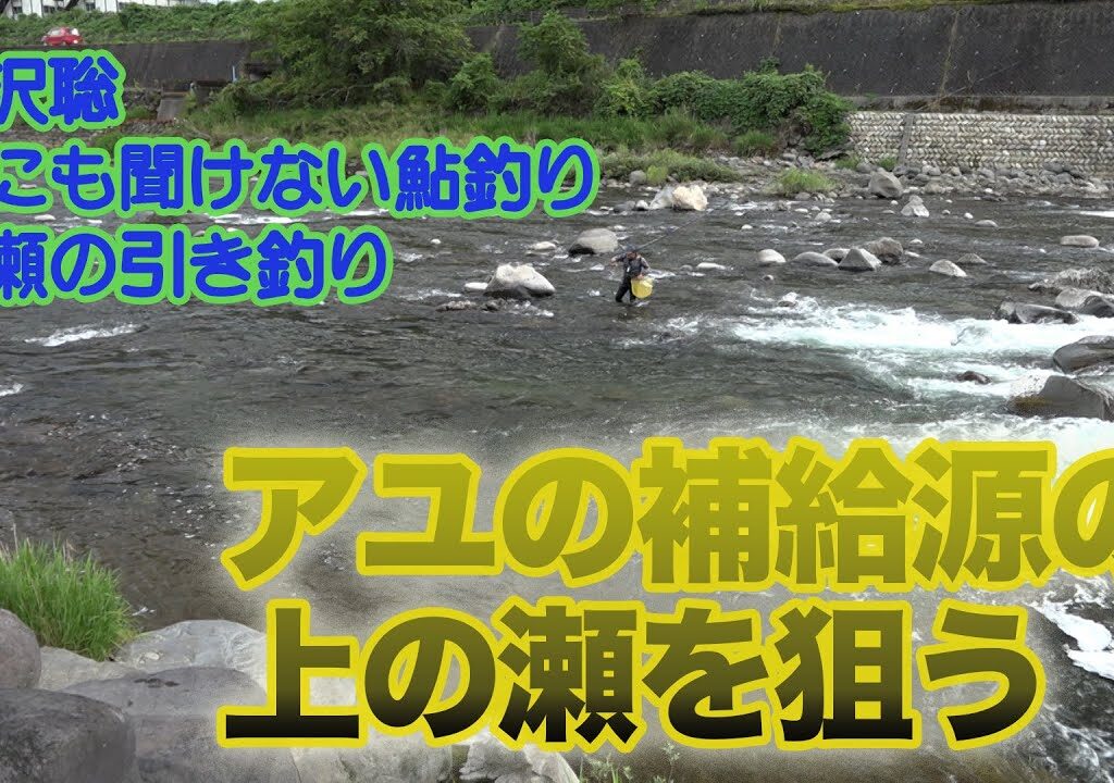 小沢聡 誰にも聞けない鮎釣り1 アユの補給源の上の瀬を狙う