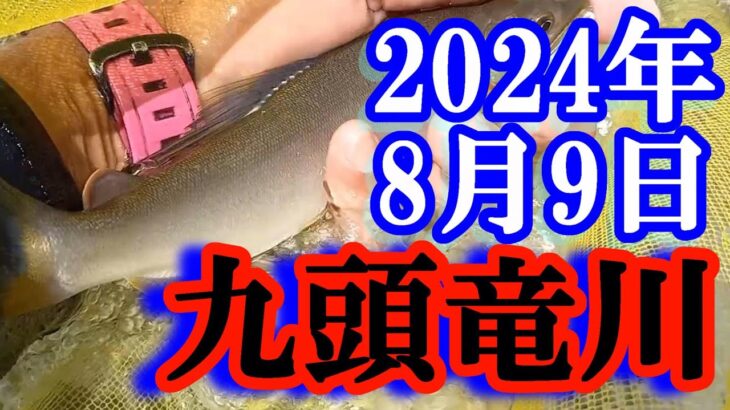 鮎釣り 10cm渇水垢良好 飯島 九頭竜川 2024年