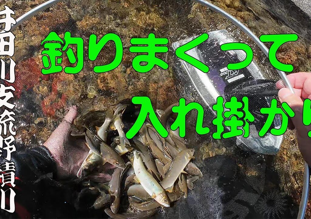 2024 【井田川支流野積川】釣りまくって！入れ掛かり！