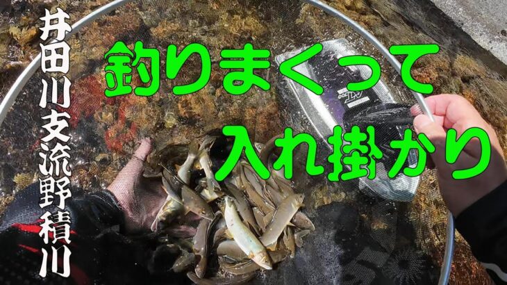 2024 【井田川支流野積川】釣りまくって！入れ掛かり！