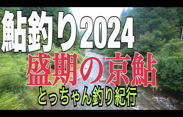 【鮎釣り2024】京鮎ナイロン泳がせ猛暑のチャラ