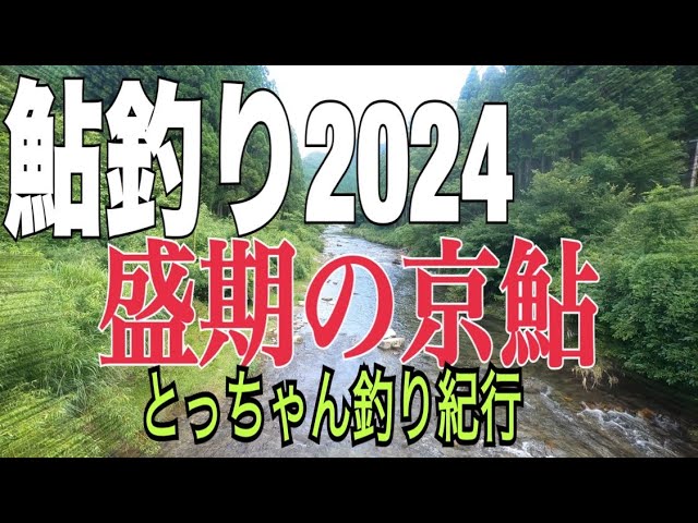 【鮎釣り2024】京鮎ナイロン泳がせ猛暑のチャラ