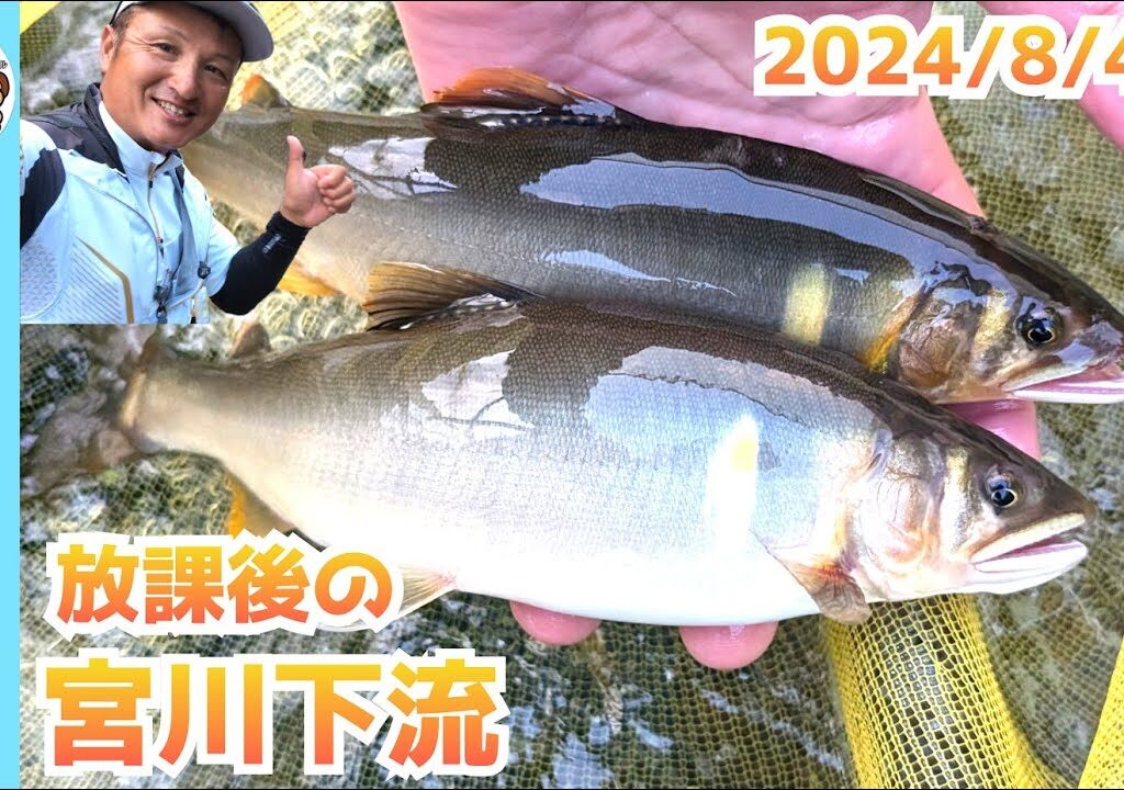 【鮎釣り2024】放課後の宮川下流で極太アユ