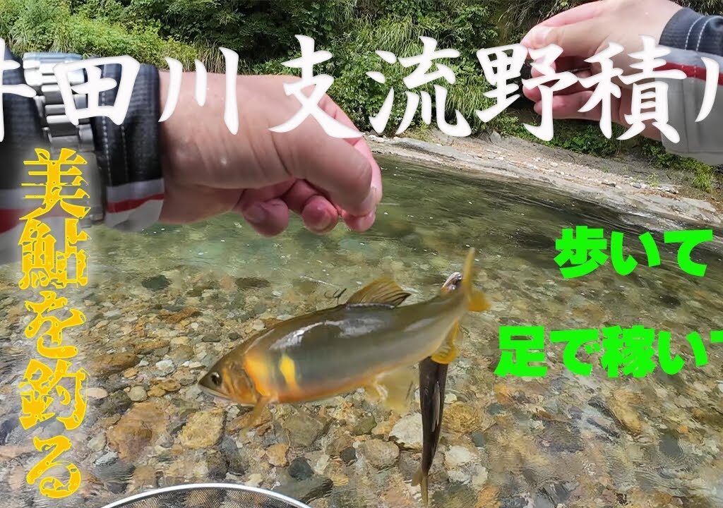 2024【井田川支流野積川】歩いて足で稼いで美鮎を釣る！
